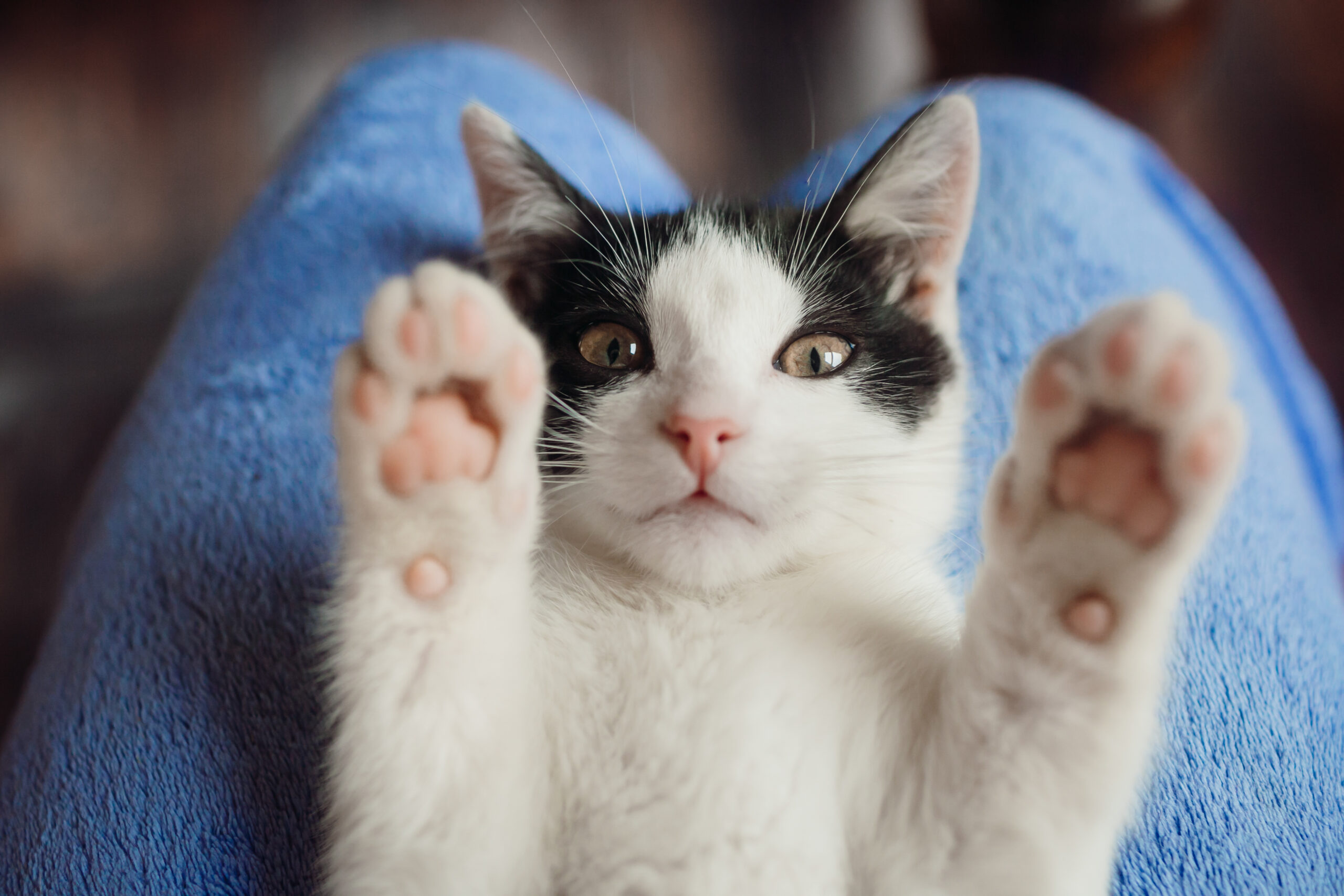 The Etiquette of Living With Cats